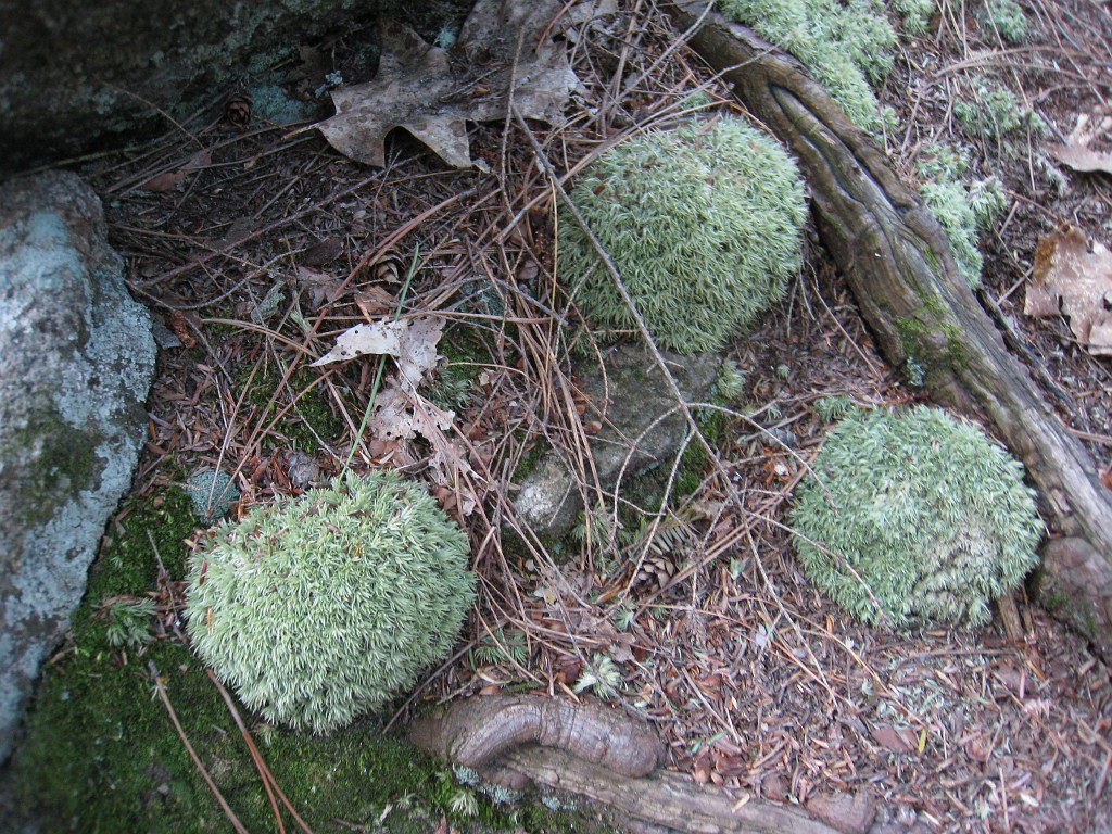 Elwell Trail NH 2010 170.jpg - Some cool mossy stuff growing along the trail.